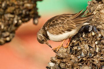Ruddy Turnstone