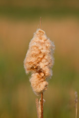 A reedmace