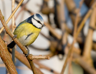 Fototapeta premium A blue tit in the shrubbery