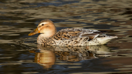 A wild duck swimming