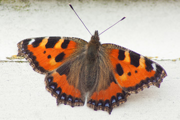 A close-up of a butterfly on wood