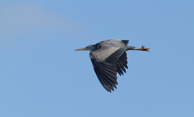 Great blue heron flying