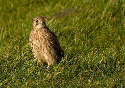 A falcon in a green field