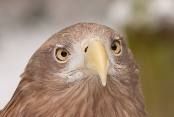 Obraz premium A close-up of an european eagle