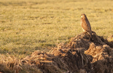 A buzzard in a field