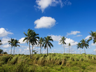 Obraz premium Coconut Trees