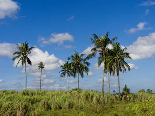 Fototapeta na wymiar Coconut Trees