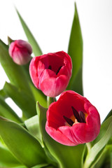 Fototapeta premium Pink tulips
