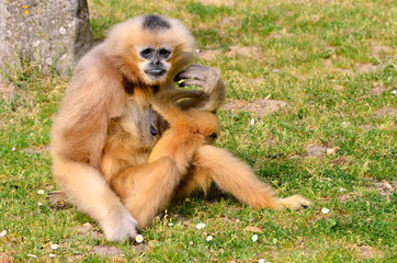 Lar gibbon with its young on grass