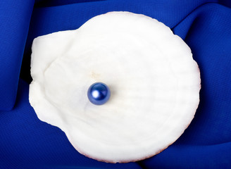 Beautiful exotic shell with pearl on blue background