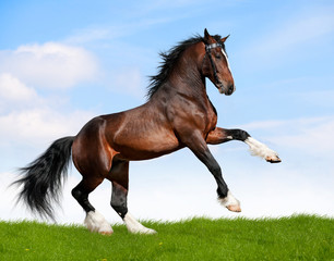 Bay horse in field