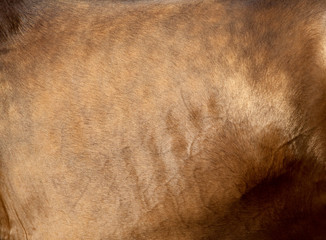Skin of buckskin horse