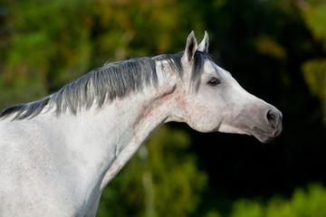 Arabian gray horse portrait in wood