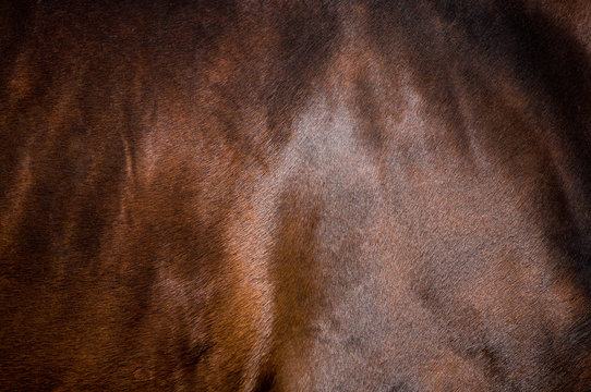 Fototapeta Skin of bay horse