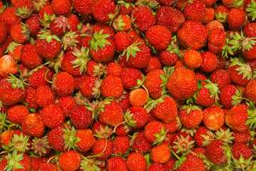 Berries of strawberry 11