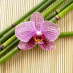 spa frame from/ orchid and bamboo grove
