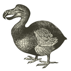 Dodo (Didus ineptus) © lynea