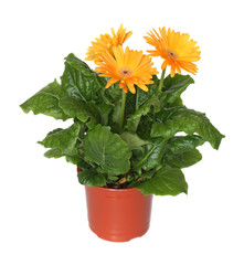 Gerber's three flowers in a flowerpot.