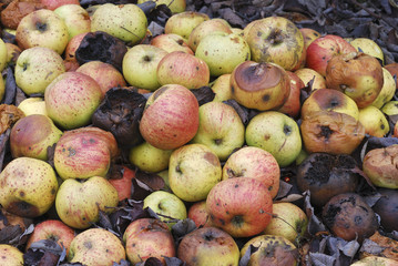 Pile of rotting apples