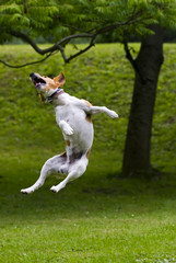 Dog jump into the air