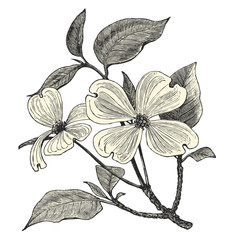 Cornouiller à fleurs (cornus florida)