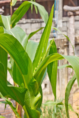 The corn tree was blooming and growing