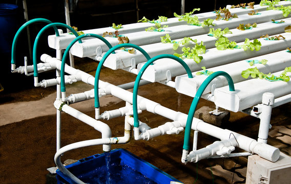 The Organic hydroponic vegetable garden