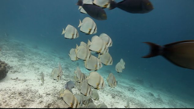 PECES MURCIELAGO