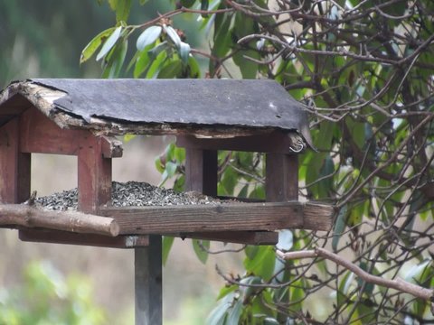 Video Eichh&ouml;rnchen klaut Vogelfutter