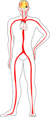 Herz Kreislauf System