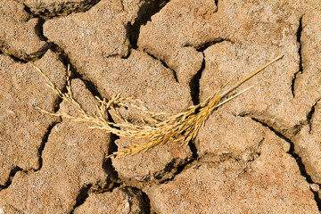 Rice, dry soil