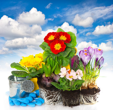 Spring Flowers Hyacinth, Crocus And Primula Over Blue Sky