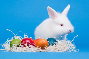 Happy Easter - baby rabbit and easter eggs
