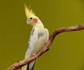 Fototapeta premium cockatiel parrot