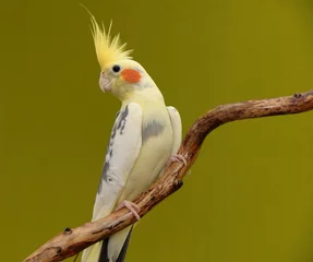 Foto op Plexiglas valkparkiet papegaai © kim