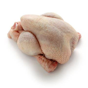 poussin, young chicken