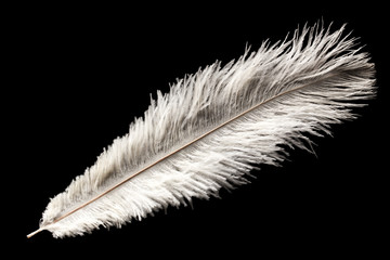 white ostrich feather