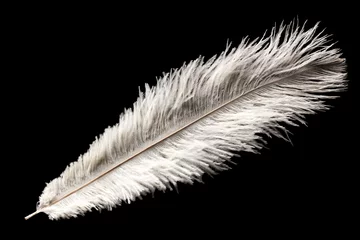  white ostrich feather © Jiri Hera