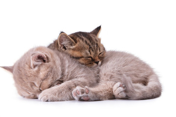 Two beautiful young sleeping kitten one on another