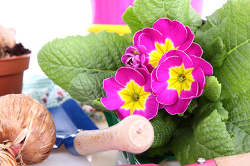garden flowers in spring
