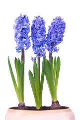Fototapeta premium Blue hyacinthes