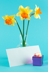 yellow narcissus in vase with card and gift-box on blue