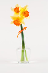 yellow narcissus in vase isolated on white