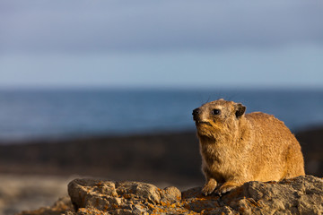 Hyrax on a rock in close up