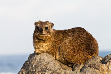 Hyrax sitting on a rock