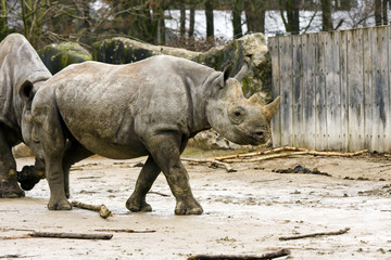 Obraz premium Black rhino or hook-lipped rhinoceros (Diceros bicornis)