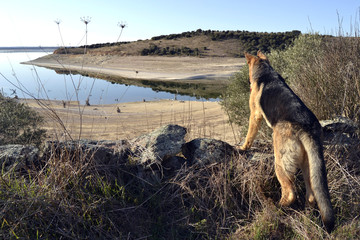 Valdecañas, Cáceres, perro mirando