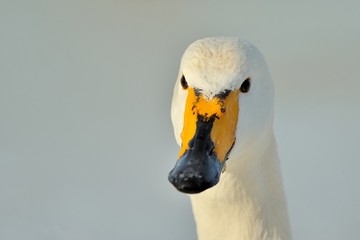 whooper swan