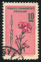 Carnation