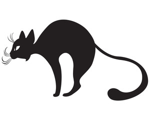 Black cat profile